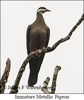Metallic Pigeon - © James F Wittenberger and Exotic Birding LLC