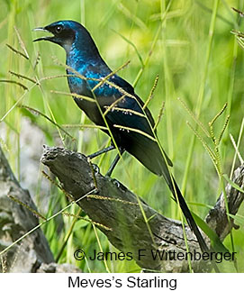 Meves's Starling - © James F Wittenberger and Exotic Birding LLC