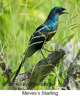 Meves's Starling - © James F Wittenberger and Exotic Birding LLC