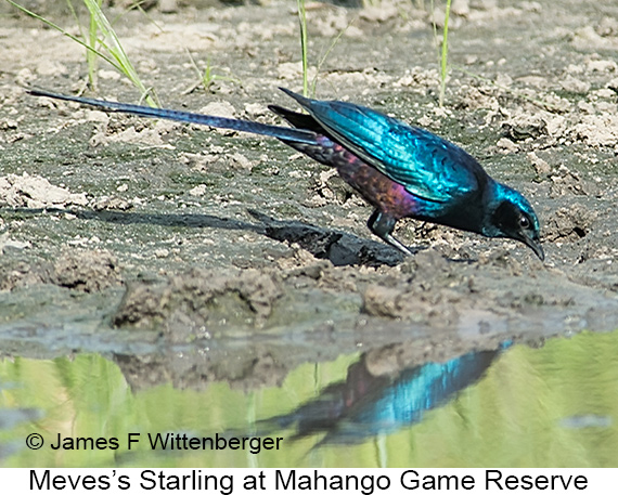 Meves's Starling - © James F Wittenberger and Exotic Birding LLC