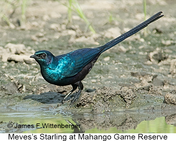 Meves's Starling - © James F Wittenberger and Exotic Birding LLC