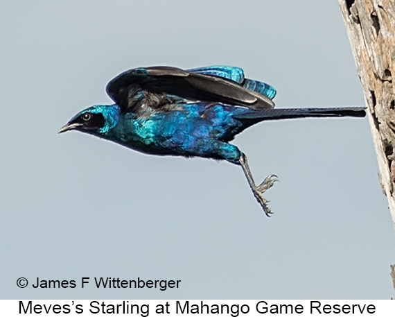 Meves's Starling - © James F Wittenberger and Exotic Birding LLC Meves's Starling - © James F Wittenberger and Exotic Birding LLC