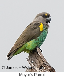 Meyer's Parrot - © James F Wittenberger and Exotic Birding LLC