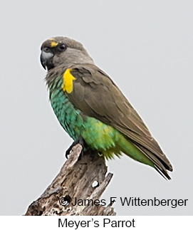 Meyer's Parrot - © James F Wittenberger and Exotic Birding LLC Meyer's Parrot - © James F Wittenberger and Exotic Birding LLC