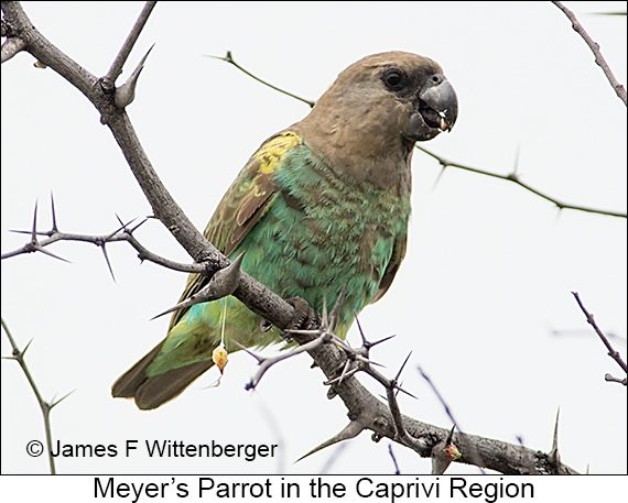 Meyer's Parrot - © James F Wittenberger and Exotic Birding LLC