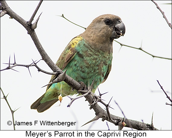 Meyer's Parrot - © James F Wittenberger and Exotic Birding LLC Meyer's Parrot - © James F Wittenberger and Exotic Birding LLC