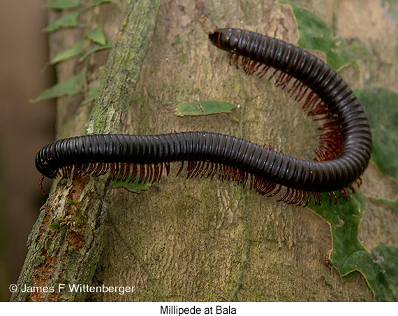 Millipede - © James F Wittenberger and Exotic Birding LLC