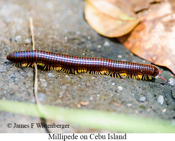 Millipede - © James F Wittenberger and Exotic Birding LLC