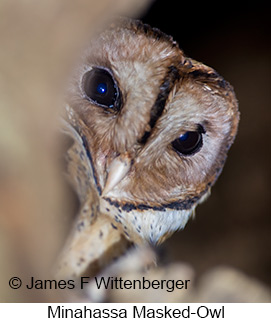 Minahassa Masked-Owl - © James F Wittenberger and Exotic Birding LLC Minahassa Masked-Owl - © James F Wittenberger and Exotic Birding LLC