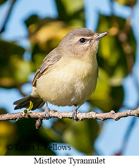 Mistletoe Tyrannulet - © Laura L Fellows and Exotic Birding LLC