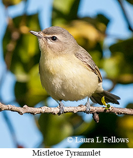 Mistletoe Tyrannulet - © Laura L Fellows and Exotic Birding LLC