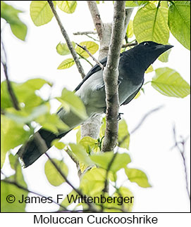 Moluccan Cuckooshrike - &copy; James F Wittenberger and Exotic Birding LLC