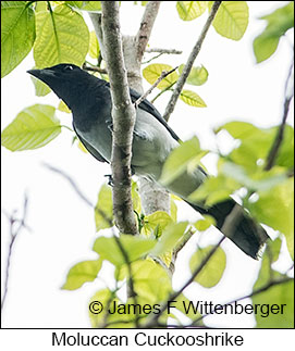 Moluccan Cuckooshrike - © James F Wittenberger and Exotic Birding LLC