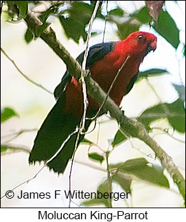 Moluccan King-Parrot - © James F Wittenberger and Exotic Birding LLC Moluccan King-Parrot - © James F Wittenberger and Exotic Birding LLC