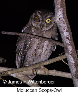 Moluccan Scops-Owl - © James F Wittenberger and Exotic Birding LLC