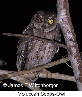 Moluccan Scops-Owl - &copy; James F Wittenberger and Exotic Birding LLC