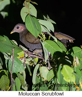 Moluccan Scrubfowl - © James F Wittenberger and Exotic Birding LLC