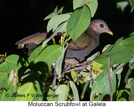 Moluccan Scrubfowl - © James F Wittenberger and Exotic Birding LLC