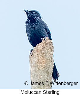 Moluccan Starling - © James F Wittenberger and Exotic Birding LLC