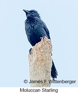 Moluccan Starling - © James F Wittenberger and Exotic Birding LLC Moluccan Starling - © James F Wittenberger and Exotic Birding LLC
