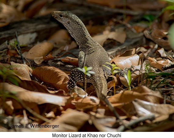 Monitor Lizard - © James F Wittenberger and Exotic Birding LLC
