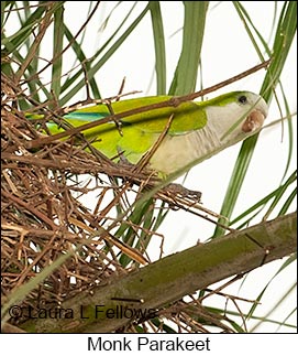 Monk Parakeet - © Laura L Fellows and Exotic Birding LLC Monk Parakeet - © Laura L Fellows and Exotic Birding LLC