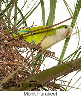 Monk Parakeet - © Laura L Fellows and Exotic Birding LLC