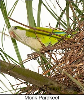 Monk Parakeet - © Laura L Fellows and Exotic Birding LLC