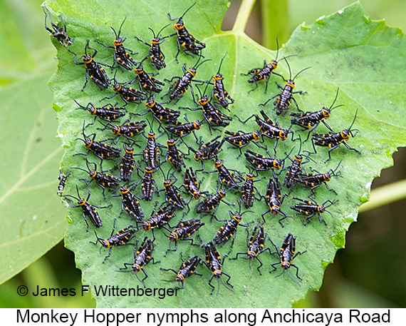 Monkeyhopper Nymphs - © James F Wittenberger and Exotic Birding LLC Monkeyhopper Nymphs - © James F Wittenberger and Exotic Birding LLC