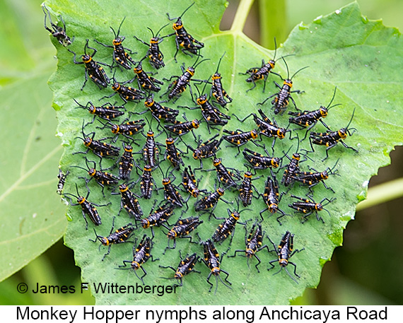 Monkeyhopper Nymphs - © James F Wittenberger and Exotic Birding LLC