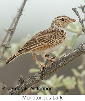 Monotonous Lark - © James F Wittenberger and Exotic Birding LLC