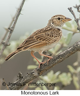 Monotonous Lark - © James F Wittenberger and Exotic Birding LLC Monotonous Lark - © James F Wittenberger and Exotic Birding LLC