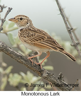 Monotonous Lark - © James F Wittenberger and Exotic Birding LLC