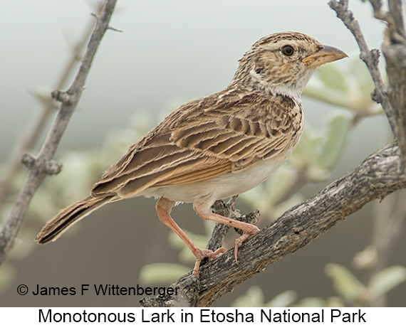 Monotonous Lark - © James F Wittenberger and Exotic Birding LLC