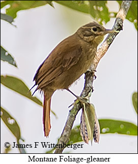 Montane Foliage-gleaner - © James F Wittenberger and Exotic Birding LLC