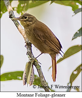 Montane Foliage-gleaner - © James F Wittenberger and Exotic Birding LLC