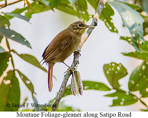 Montane Foliage-gleaner - &copy; James F Wittenberger and Exotic Birding LLC