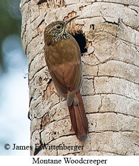 Montane Woodcreeper - © James F Wittenberger and Exotic Birding LLC