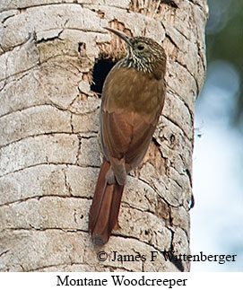 Montane Woodcreeper - © James F Wittenberger and Exotic Birding LLC
