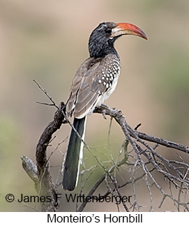 Monteiro's Hornbill - © James F Wittenberger and Exotic Birding LLC