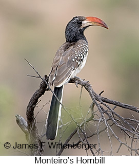Monteiro's Hornbill - © James F Wittenberger and Exotic Birding LLC Monteiro's Hornbill - © James F Wittenberger and Exotic Birding LLC