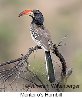 Monteiro's Hornbill - © James F Wittenberger and Exotic Birding LLC