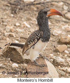 Monteiro's Hornbill - © James F Wittenberger and Exotic Birding LLC