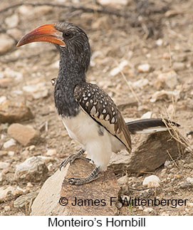 Monteiro's Hornbill - © James F Wittenberger and Exotic Birding LLC