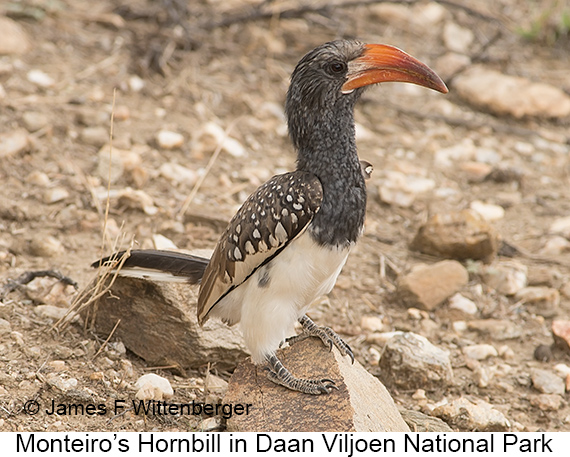 Monteiro's Hornbill - © James F Wittenberger and Exotic Birding LLC