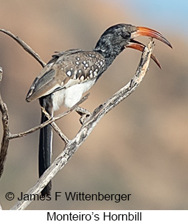 Monteiro's Hornbill - © James F Wittenberger and Exotic Birding LLC