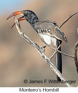 Monteiro's Hornbill - © James F Wittenberger and Exotic Birding LLC