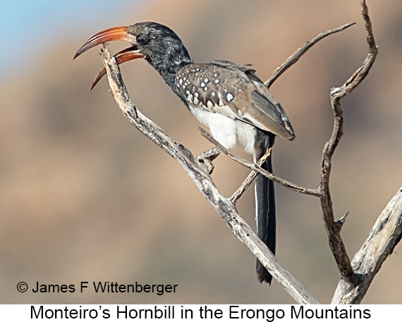 Monteiro's Hornbill - © James F Wittenberger and Exotic Birding LLC