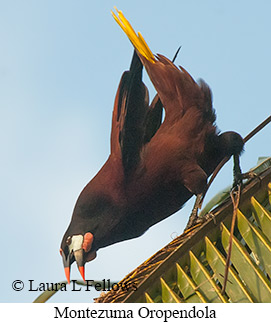 Montezuma Oropendola - © Laura L Fellows and Exotic Birding LLC