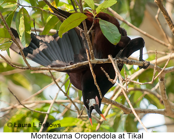 Montezuma Oropendola - © James F Wittenberger and Exotic Birding LLC